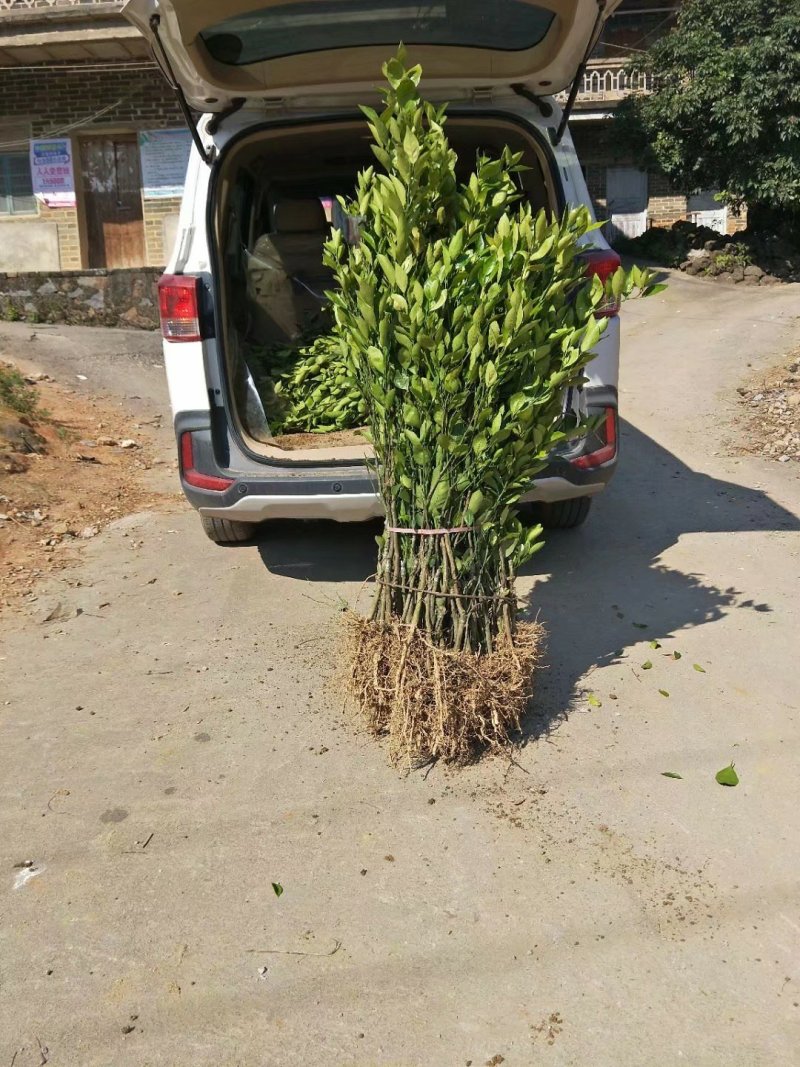 特价包邮皇帝柑苗2年靓苗热卖南北种植