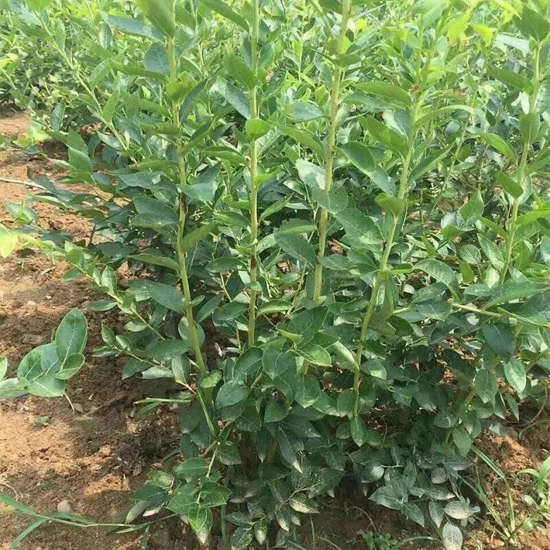 四季蓝莓树苗盆栽地栽室内阳台蓝莓树当年结果南方北方果树苗
