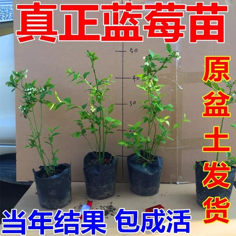 四季蓝莓树苗盆栽地栽室内阳台蓝莓树当年结果南方北方果树苗