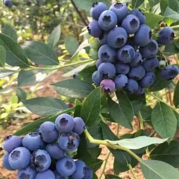 四季蓝莓树苗盆栽地栽室内阳台蓝莓树当年结果南方北方果树苗