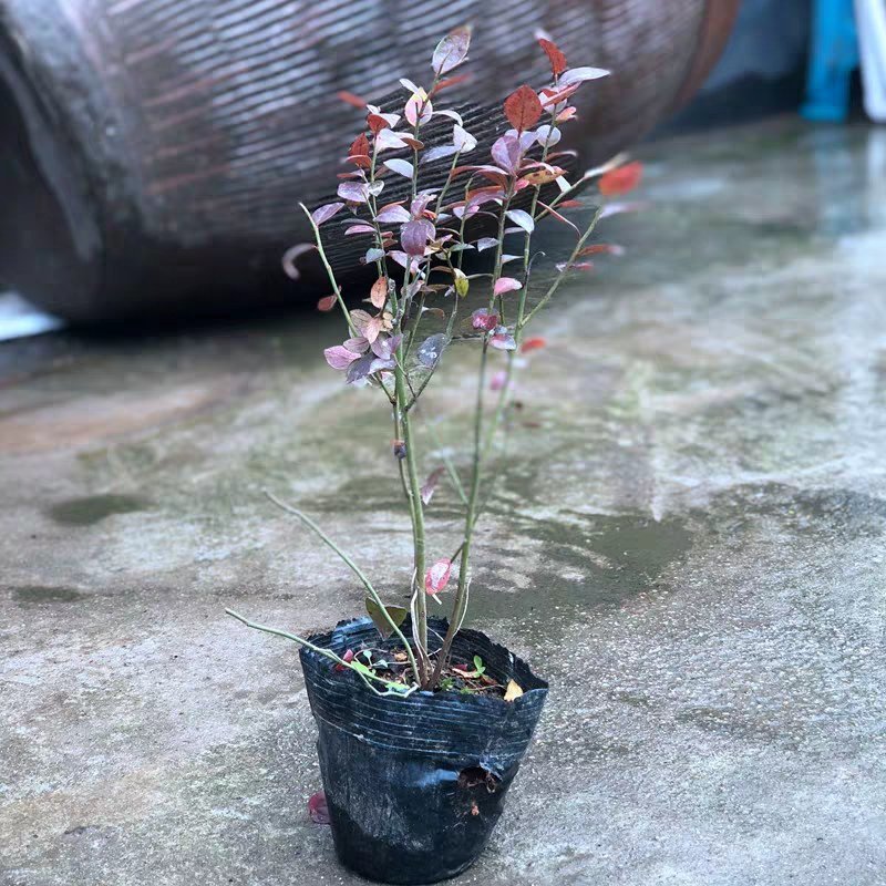 四季蓝莓树苗盆栽地栽室内阳台蓝莓树当年结果南方北方果树苗