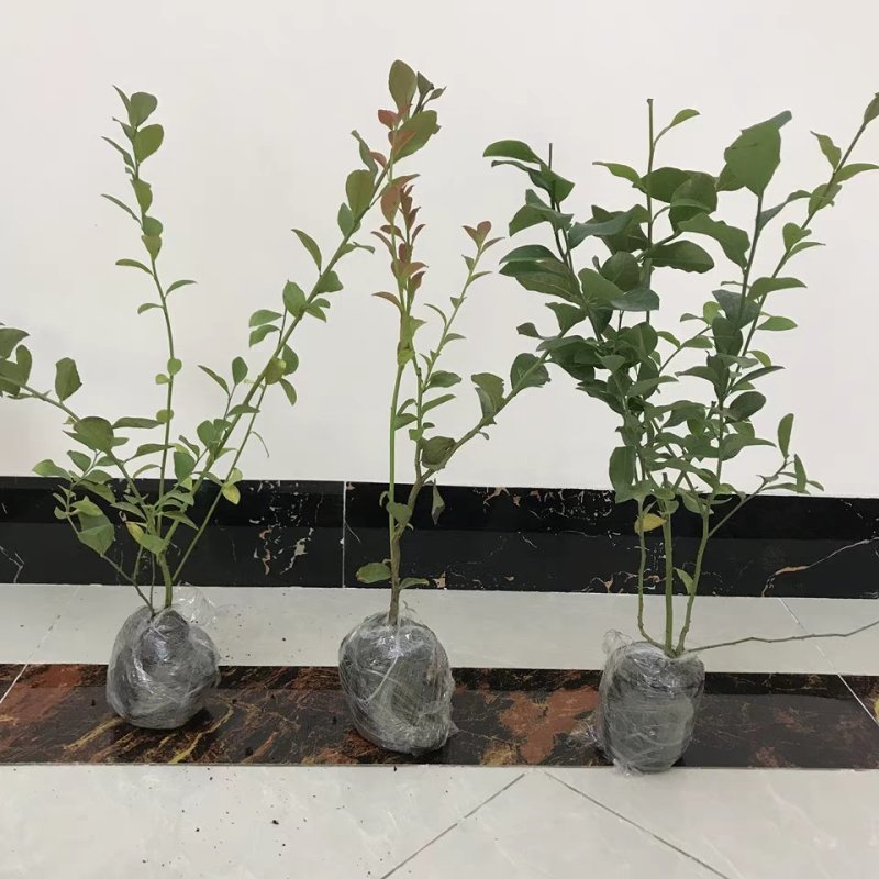 四季蓝莓树苗盆栽地栽室内阳台蓝莓树当年结果南方北方果树苗