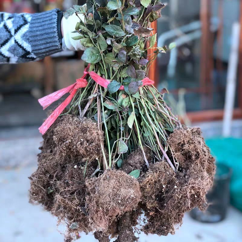 四季蓝莓树苗盆栽地栽室内阳台蓝莓树当年结果南方北方果树苗