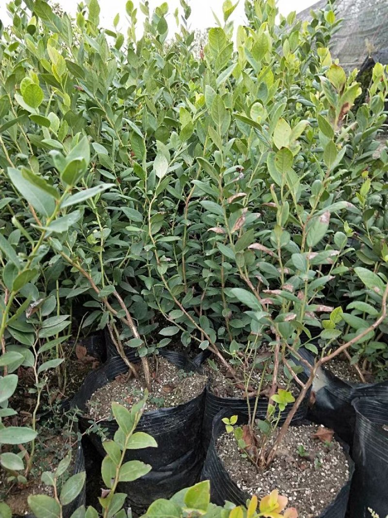 四季蓝莓树苗盆栽地栽室内阳台蓝莓树当年结果南方北方果树苗