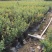 四季蓝莓树苗盆栽地栽室内阳台蓝莓树当年结果南方北方果树苗