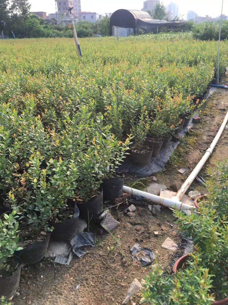 四季蓝莓树苗盆栽地栽室内阳台蓝莓树当年结果南方北方果树苗