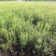 四季蓝莓树苗盆栽地栽室内阳台蓝莓树当年结果南方北方果树苗