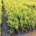 四季蓝莓树苗盆栽地栽室内阳台蓝莓树当年结果南方北方果树苗