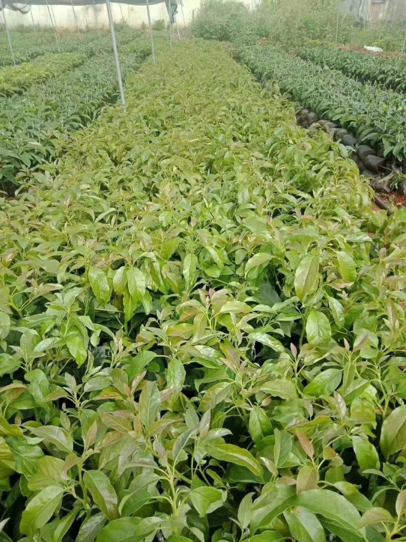 青瓜牛油果苗牛油果苗长型牛油果苗哈诗牛油果苗