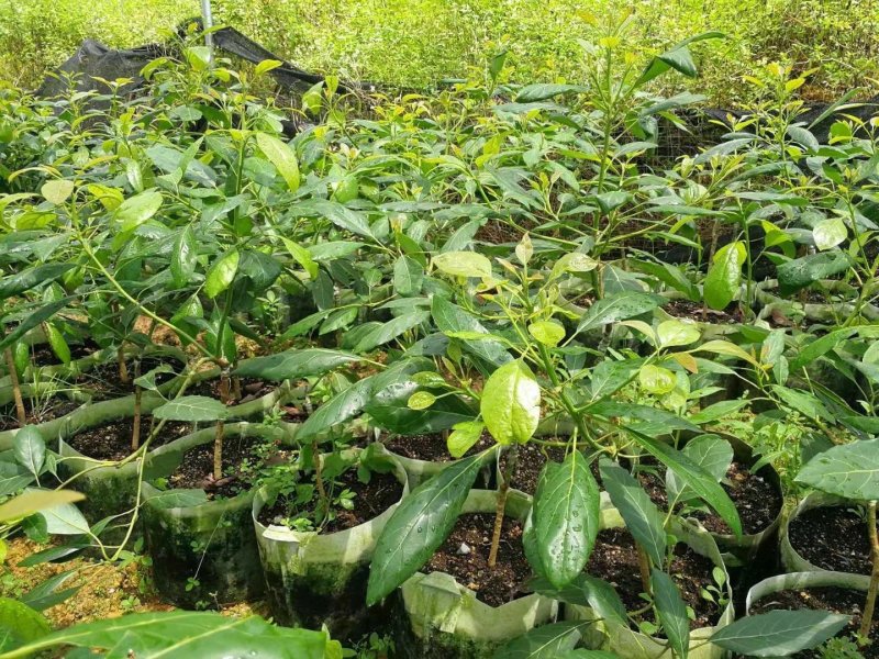 青瓜牛油果苗牛油果苗长型牛油果苗哈诗牛油果苗
