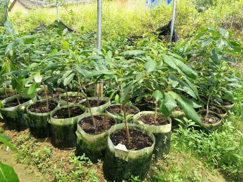 青瓜牛油果苗牛油果苗长型牛油果苗哈诗牛油果苗