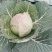 香甜嫩圆包菜/产地直销甘蓝