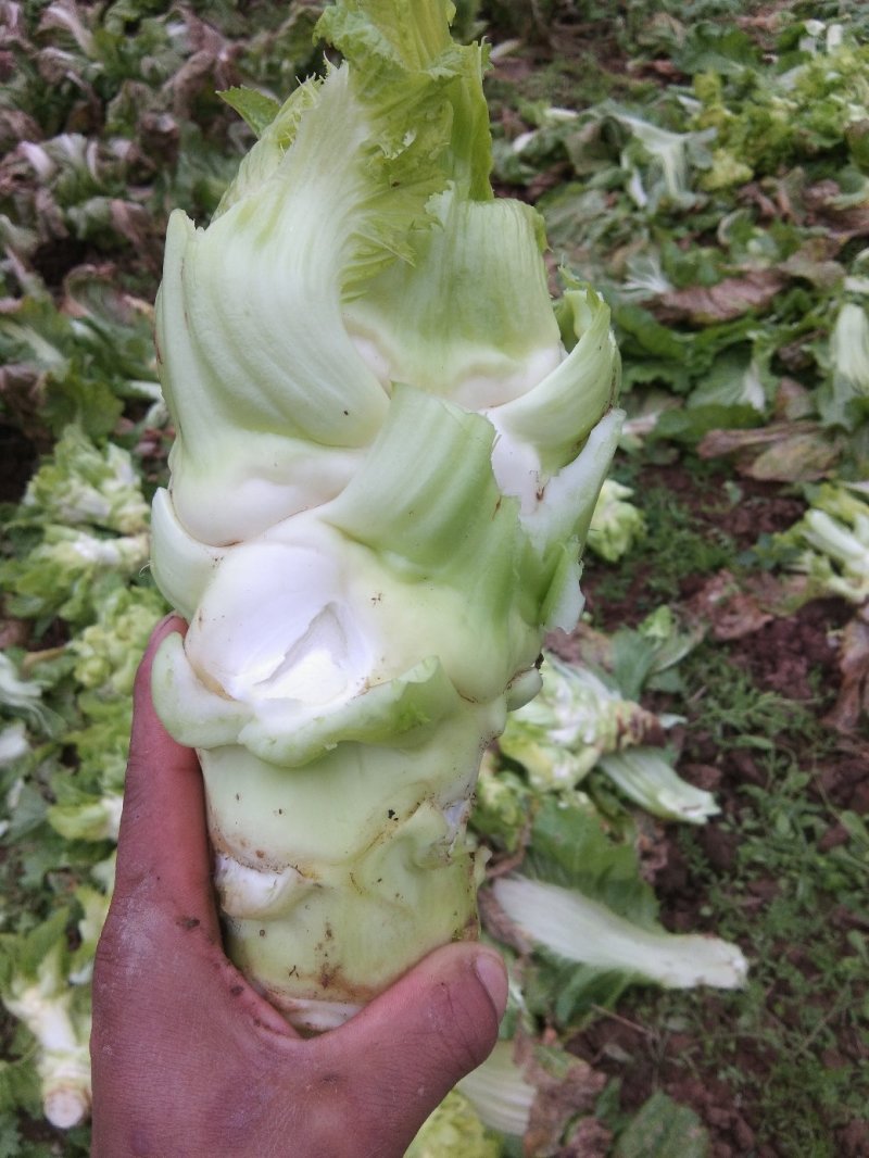 大心，小心，儿菜头大量出货
