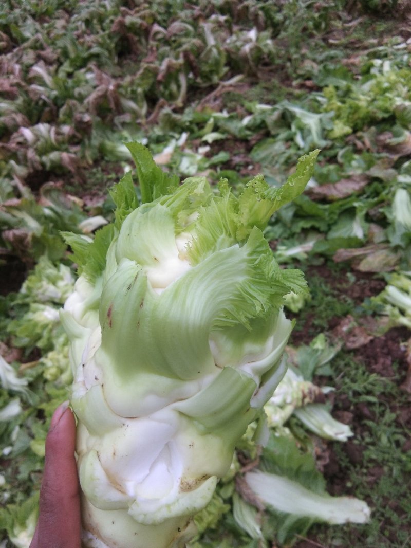 大心，小心，儿菜头大量出货