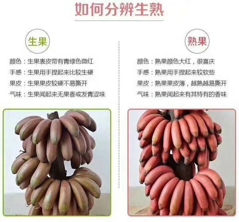 红香蕉苗一级良种1年苗基地直供香蕉苗