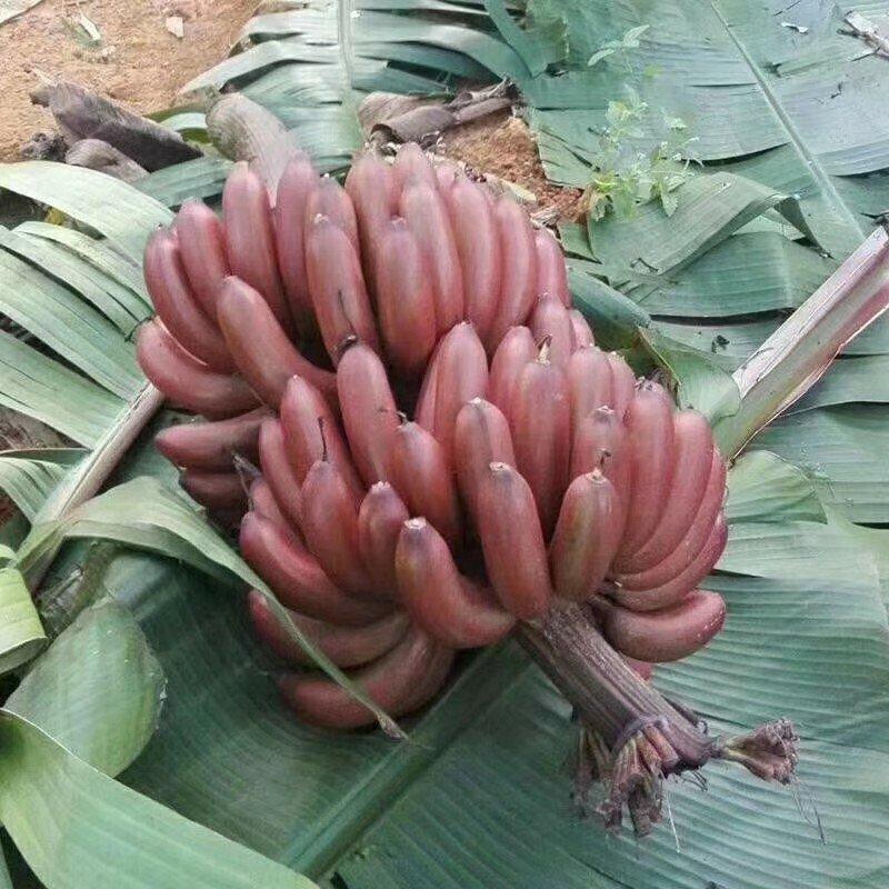 红香蕉苗一级良种1年苗基地直供香蕉苗