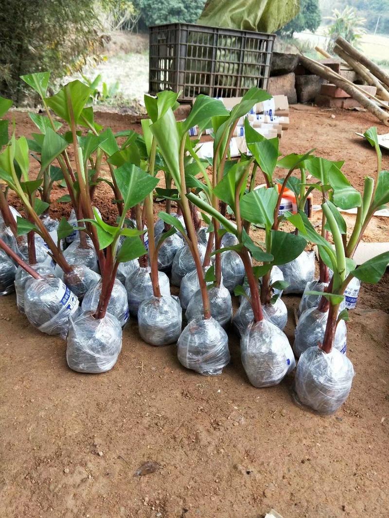 红香蕉苗一级良种1年苗基地直供香蕉苗