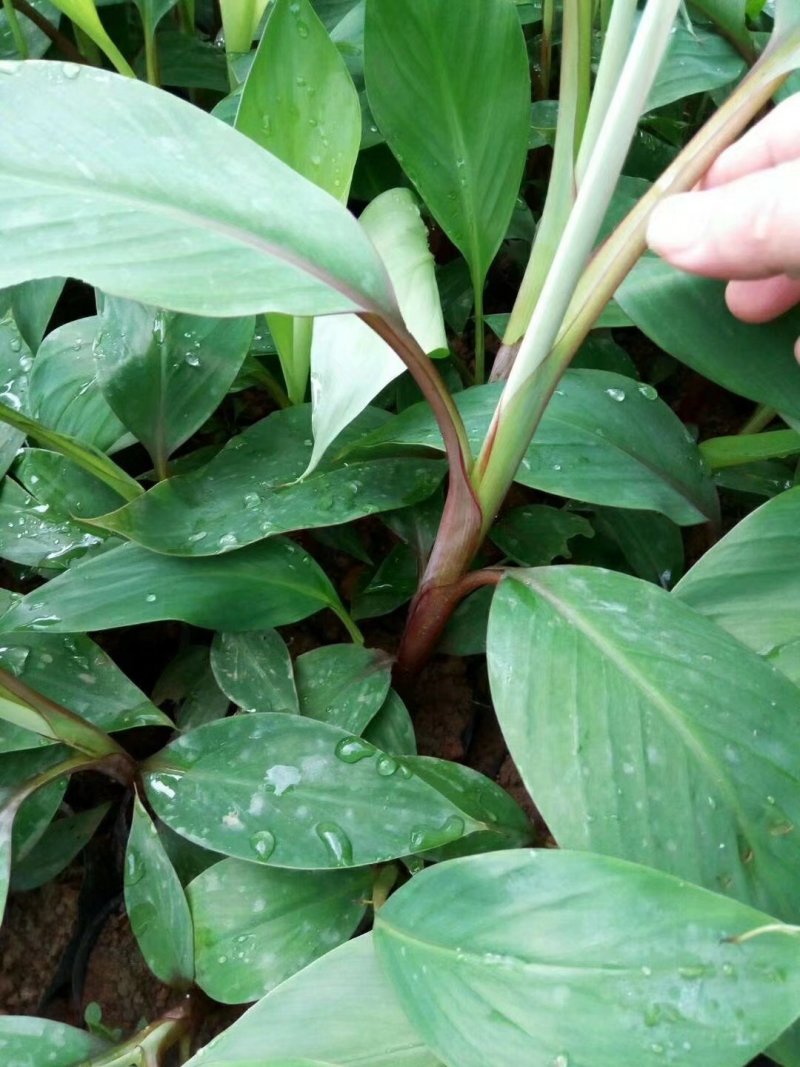 红香蕉苗一级良种1年苗基地直供香蕉苗