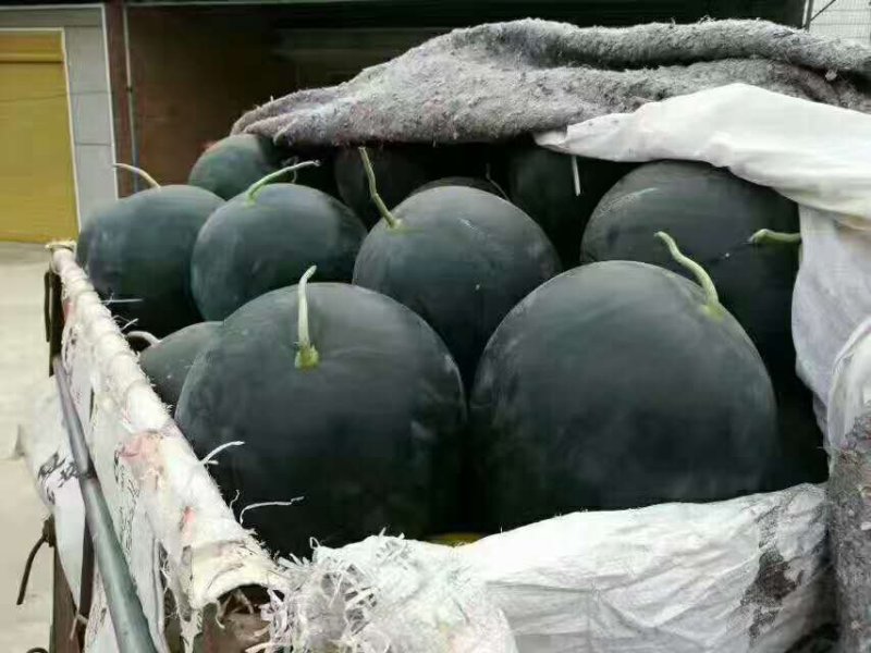 湖北坡地黑皮洞庭1号无籽西瓜平均十八斤大到三十斤