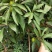 蛋黄果苗2年苗包邮鸡蛋果苗广西蛋黄果苗
