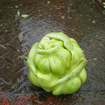 榨菜