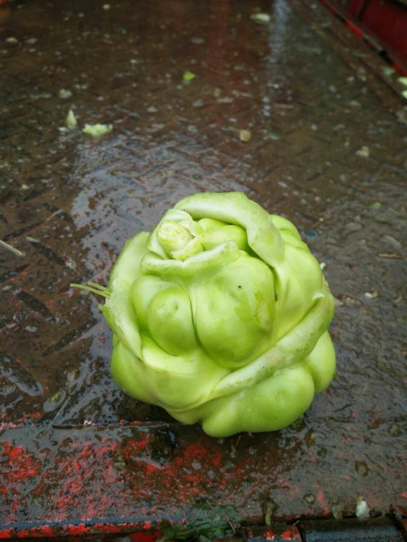 榨菜