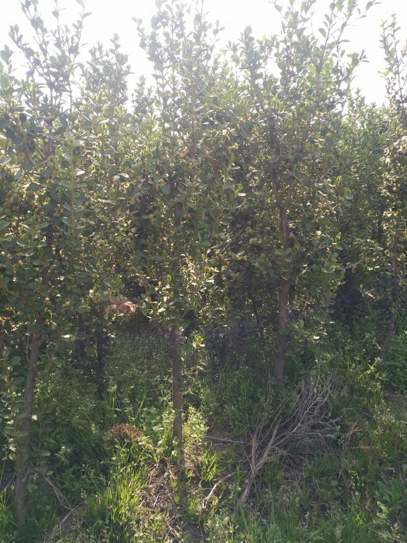 瓜子黄杨树，瓜子黄杨，1米高，1.5米高，2米高，1公分