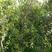 瓜子黄杨树，瓜子黄杨，1米高，1.5米高，2米高，1公分