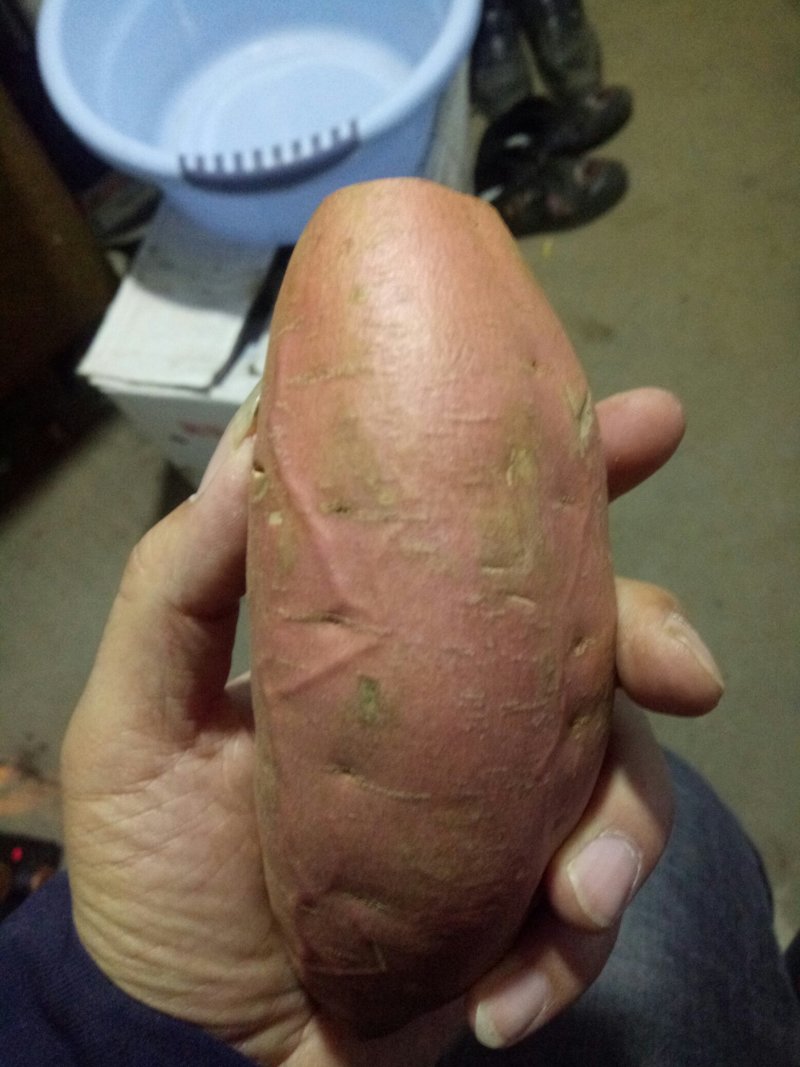 唐山烟薯25产地烤薯，3-8两大量供应，出土三天即可糖化