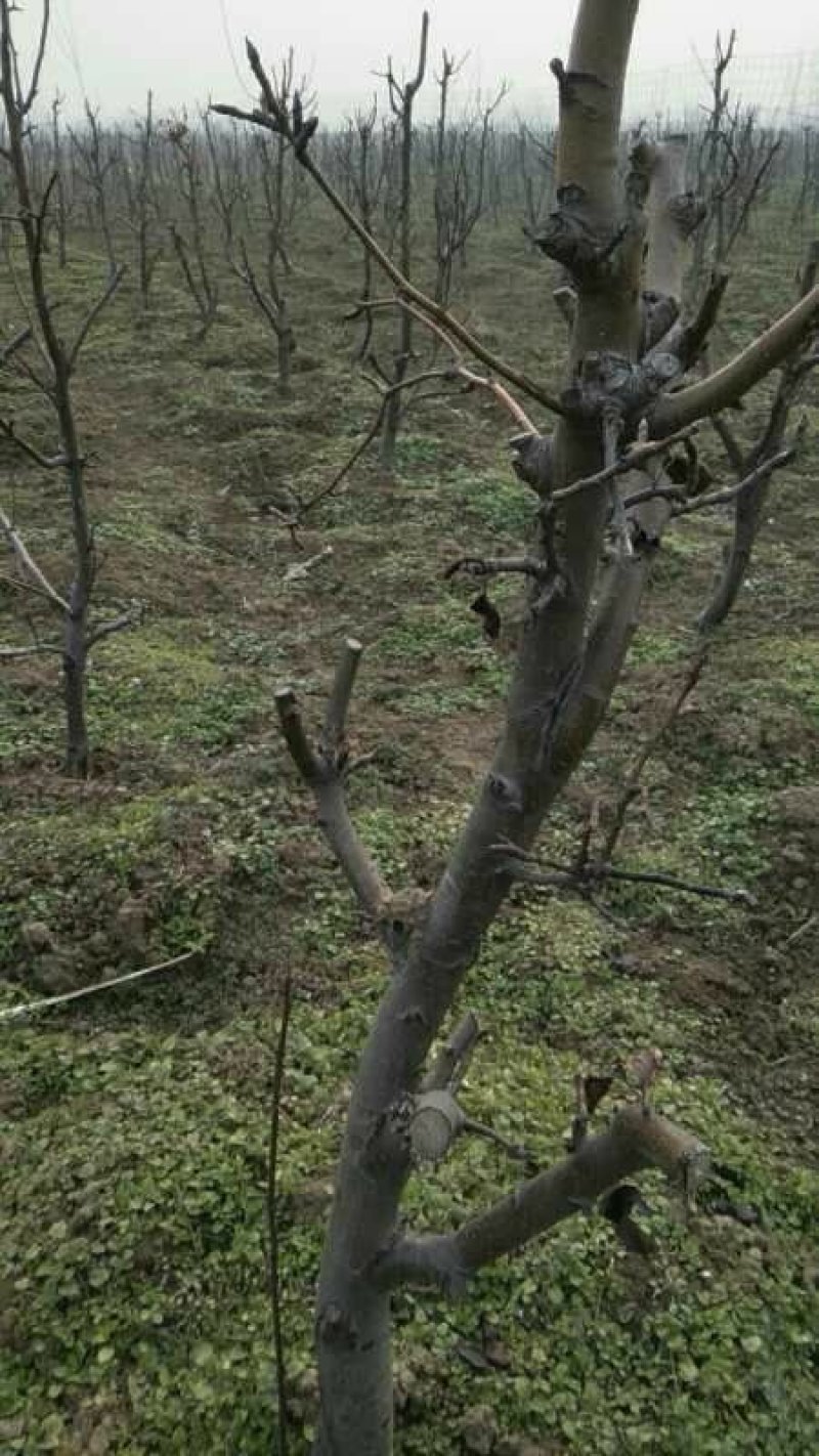占地梨树