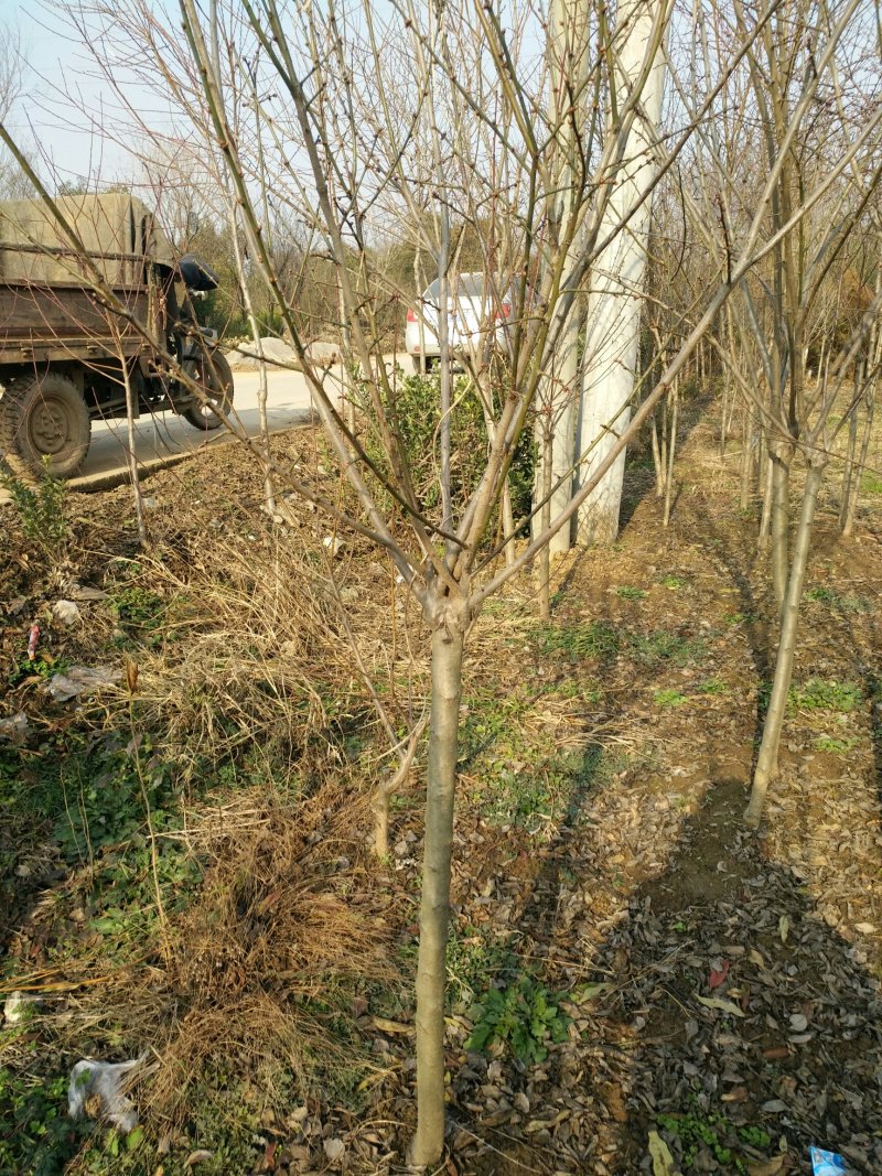 红梅4一12公分，产地直销，杆子直，冠幅圆