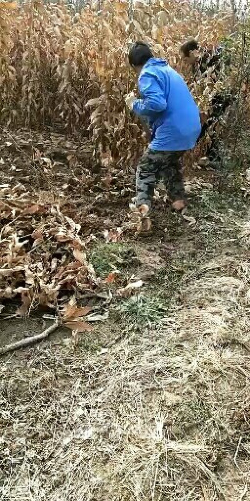 大红袍板栗苗