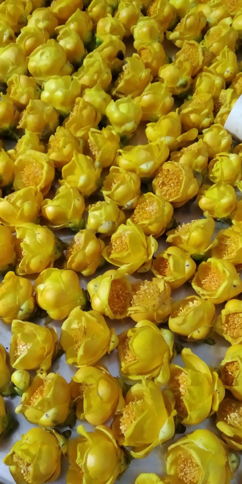 金花茶金花茶烘干花冻干花