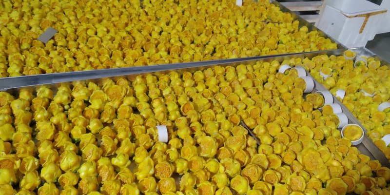 金花茶金花茶烘干花冻干花