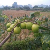 台湾大青枣苗供应。。。。。。。。。。。。