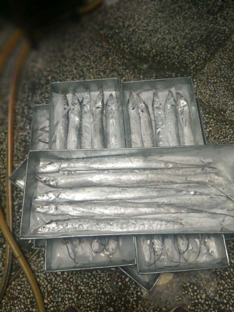 山东刀鱼