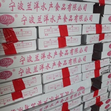 山东刀鱼