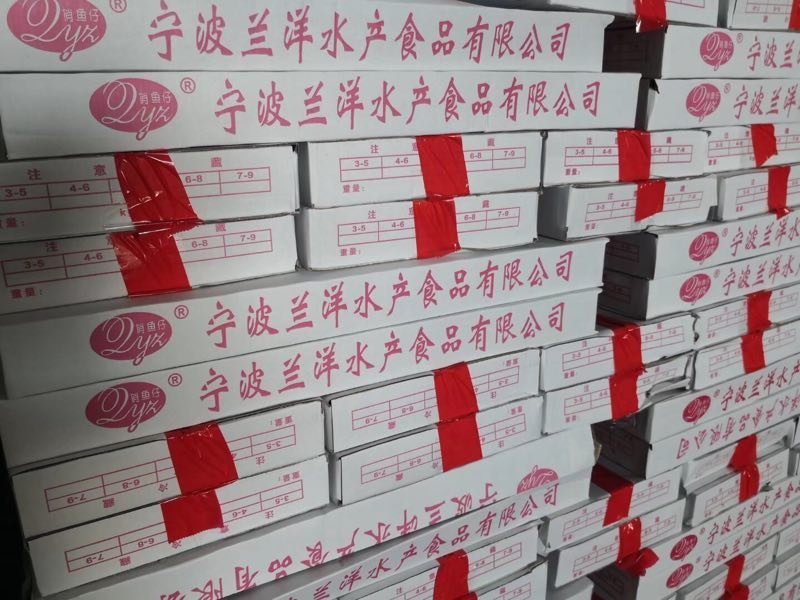 山东刀鱼