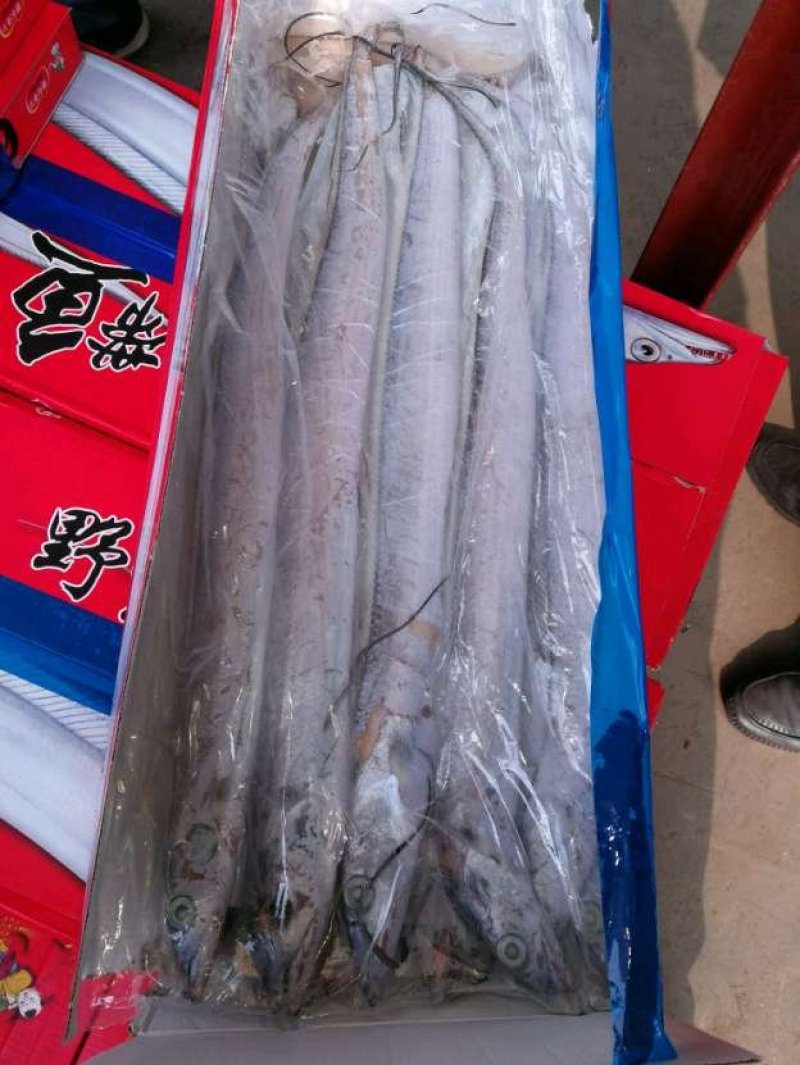 山东刀鱼