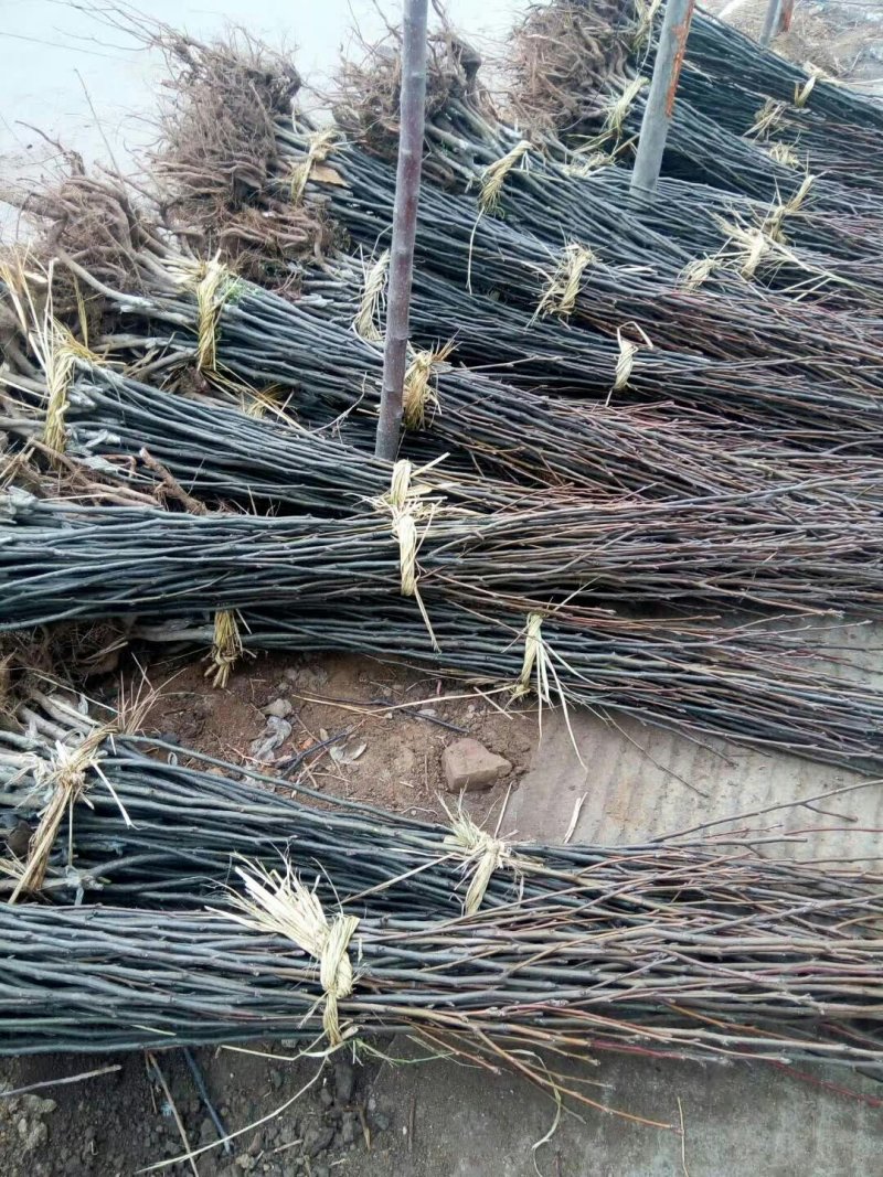 金秋香梨树苗，秋月梨树苗