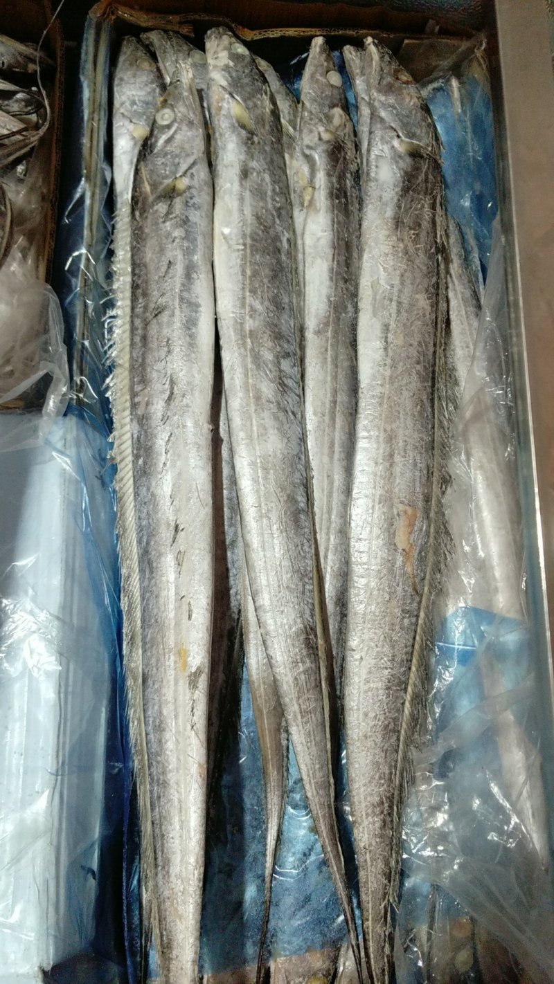 刀鱼。气动，带鱼