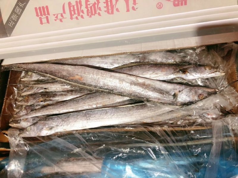 刀鱼。气动，带鱼