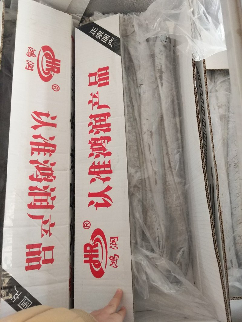 刀鱼。气动，带鱼