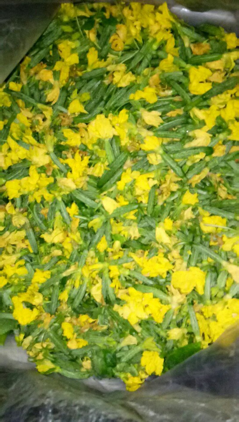 水果黄瓜黄瓜花