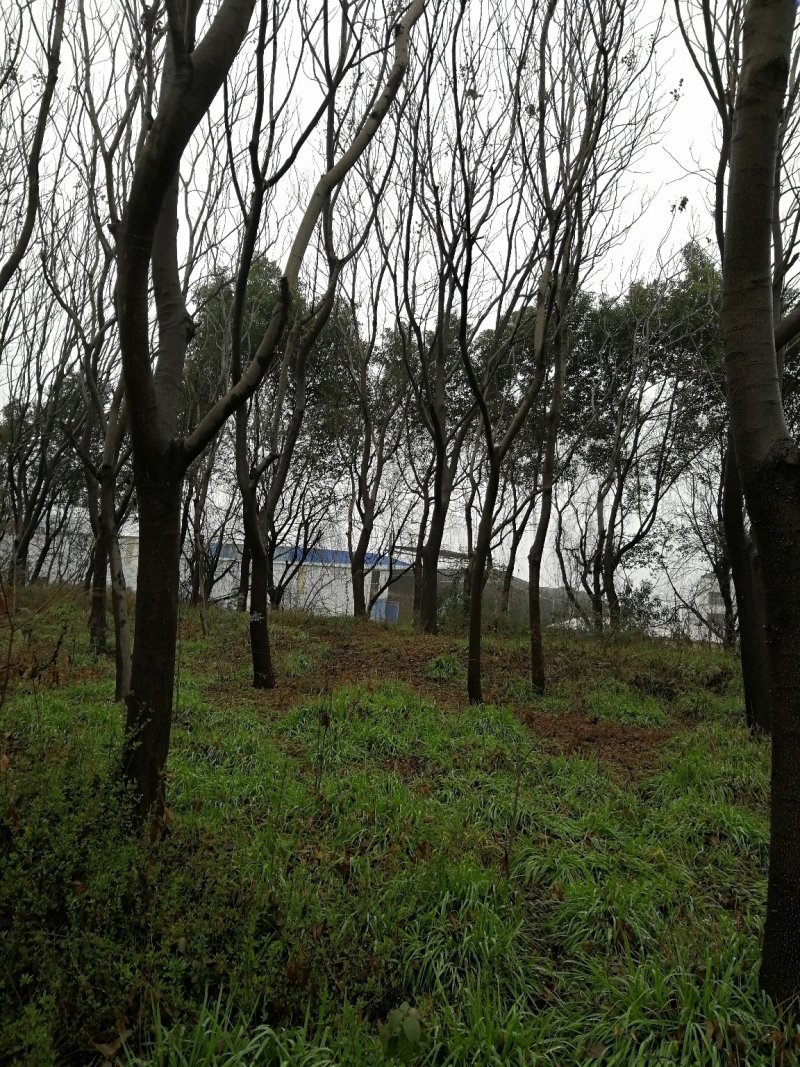 黄山栾树