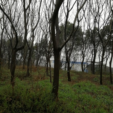 黄山栾树