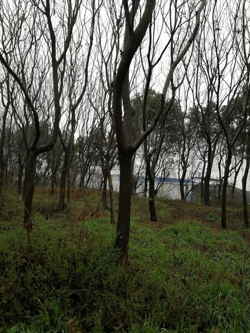 黄山栾树