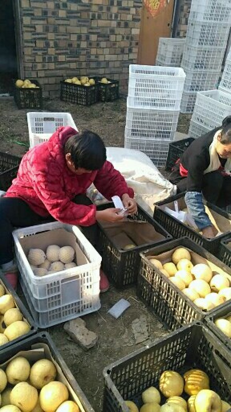砀山梨，酥梨光果正在热销中。
