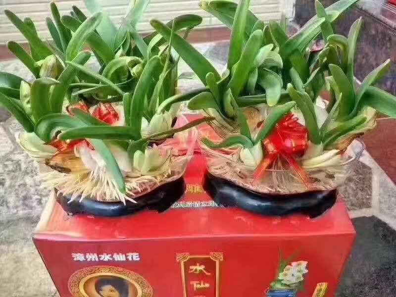 礼盒水仙花