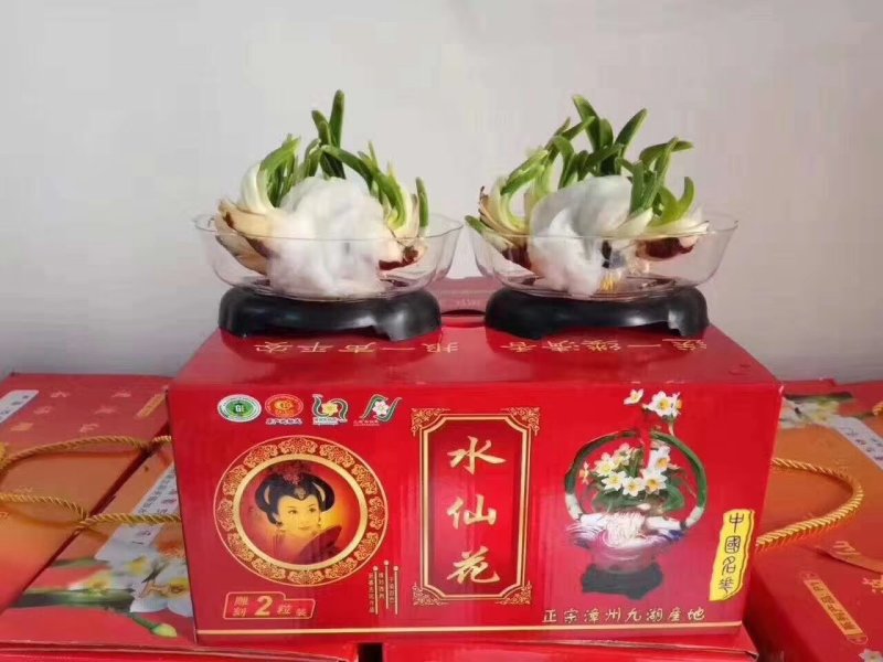 礼盒水仙花